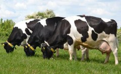 DAIRY COWS GLOSSY POSTER PICTURE PHOTO PRINT holstein friesian grazing cool 5240