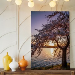 Serene Scene Featuring A Cherry Blossom Tree In Full Bloom Wall Art Canvas Print