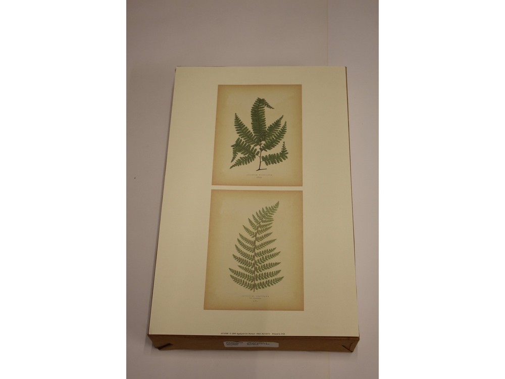 11″ x 14″ Ferns Art Print – Applejack Art 2005 – Printed in USA – LO0506