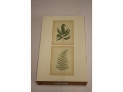 11″ x 14″ Ferns Art Print – Applejack Art 2005 – Printed in USA – LO0506