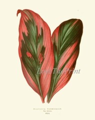 Leaf Botanical Prints Wall Art Set of 2 Beautiful Antique Vintage Unframed