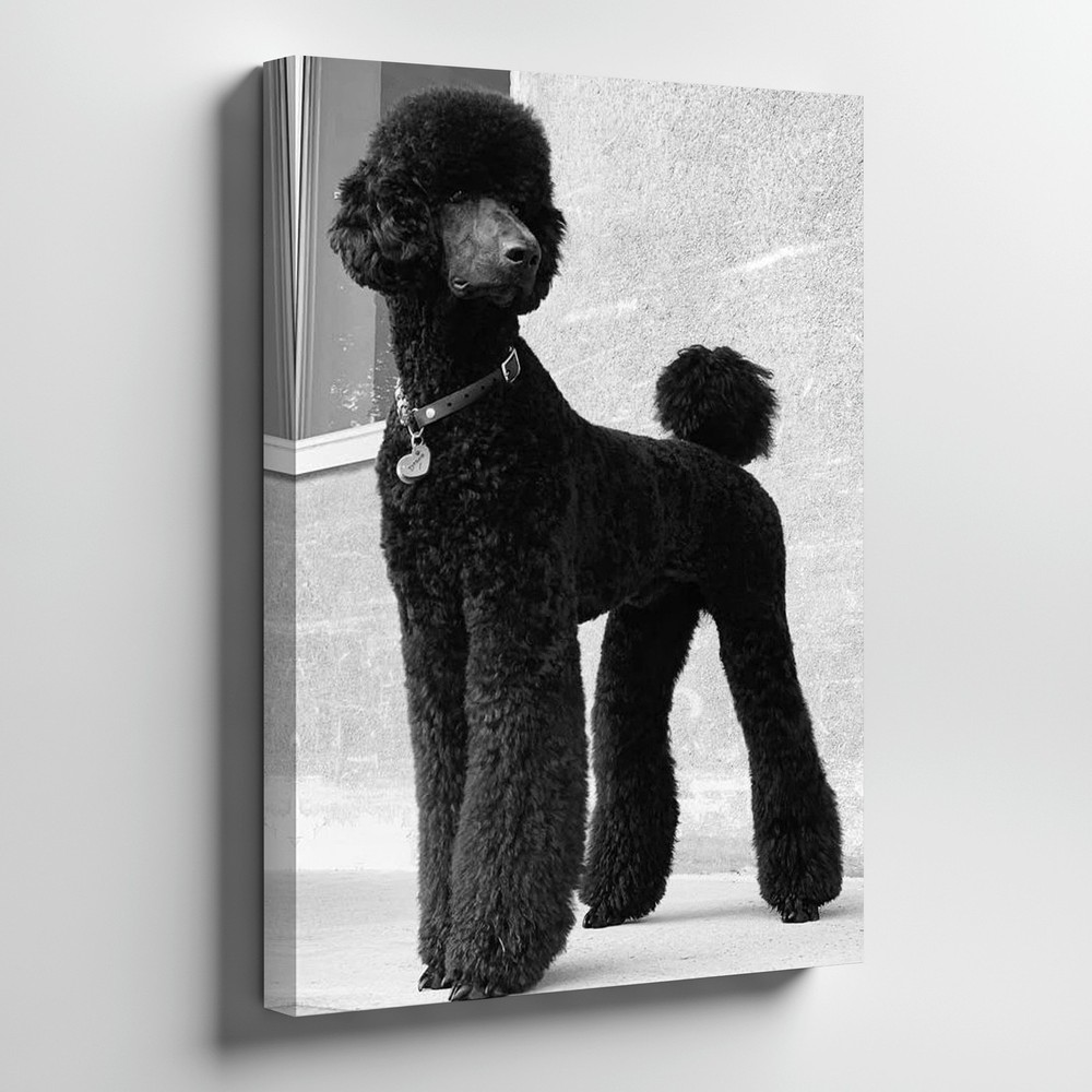 Elegant Black Standard Poodle Dog Canvas Wall Art Large Portrait Print Home