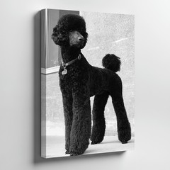 Elegant Black Standard Poodle Dog Canvas Wall Art Large Portrait Print Home