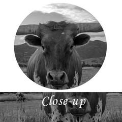 Black and White Texas Animal Canvas Wall Art Highland Cattle with Long Horns …