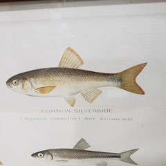 Fish Print Framed Minnow Species Illustration Natural History Cabin Wall Art