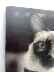 Vintage Siamese Cat B&W Photograph on Board Wall Art 8″ x 13.5″
