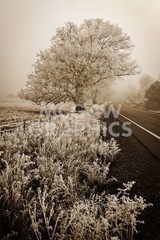 Frosted Oak Road, David Lorenz Winston, Wall Decor Home Art Print 14″ x 11″ 1601