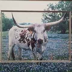 Texas Longhorn Bluebonnet Field Photo Art Framed VTG Dan Richards 18×22 Western