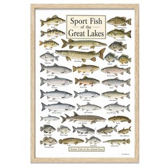 Great Lakes Fish Framed Poster 24×36 – Freshwater Fishing Chart