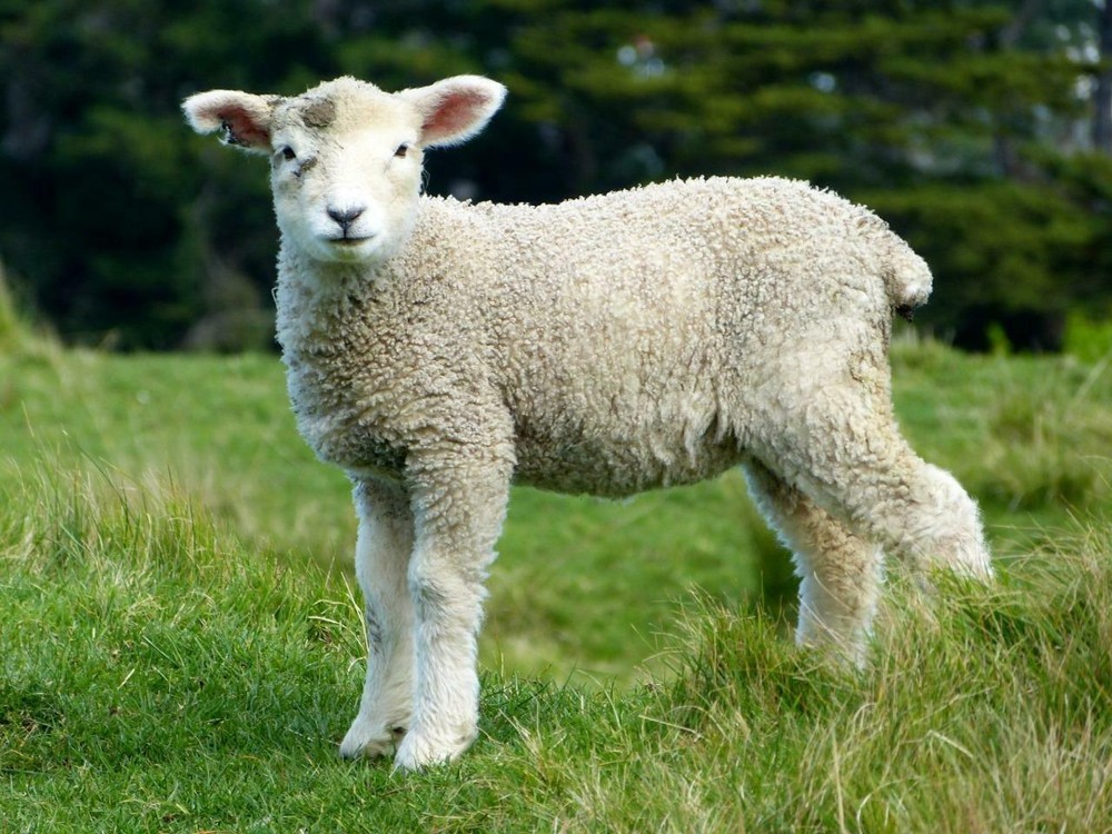 SHEEP GLOSSY POSTER PICTURE PHOTO PRINT livestock lamb wool fleece ram tup 4950