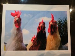 CHICKEN FLOCK GLOSSY 8×10 PICTURE PHOTO. Henny Penny And Chicken Little!