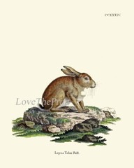 Rabbit Bunny Animal Pet Wall Art Set of 9 Prints Beautiful Antique Unframed