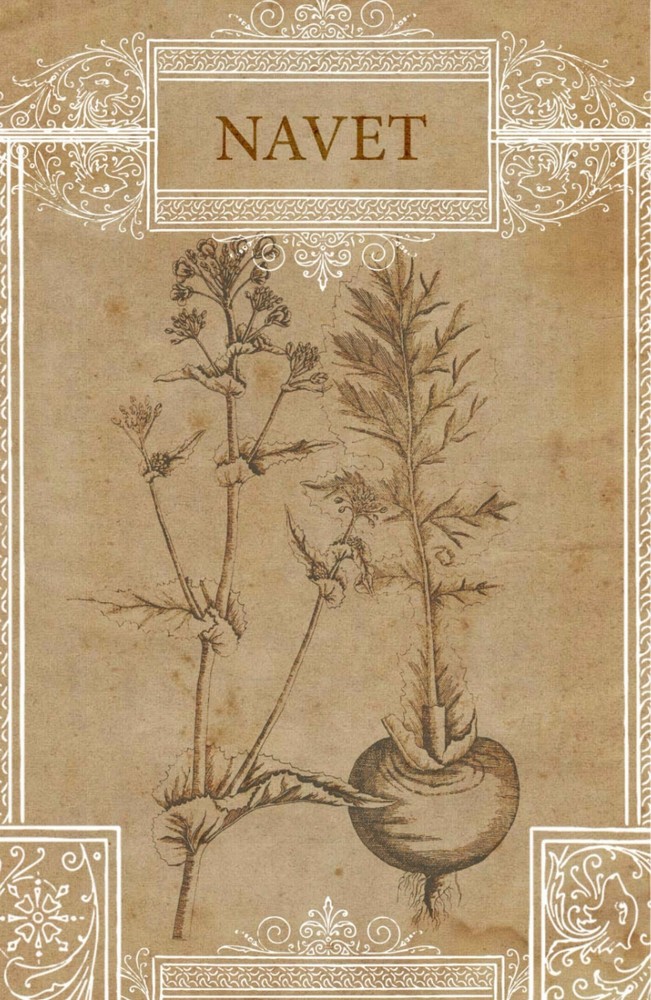 Turnip Botanical Drawing Print, French Navet Illustration Print 4 x 6″-16 x 24″