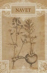 Turnip Botanical Drawing Print, French Navet Illustration Print 4 x 6″-16 x 24″