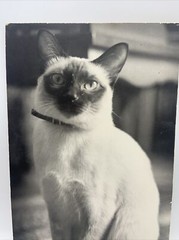 Vintage Siamese Cat B&W Photograph on Board Wall Art 8″ x 13.5″