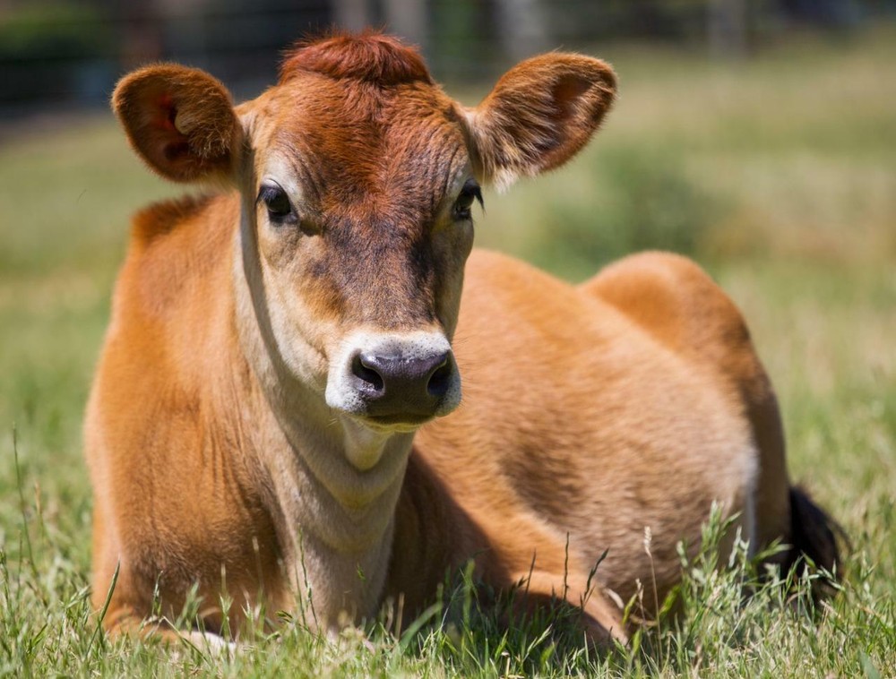 JERSEY COW GLOSSY POSTER PICTURE PHOTO PRINT cattle dairy bessie cool brown 5282