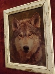 3D Wildlife Lenticular Print / Picture Wolf Face 18 1/4 x 14 1/2