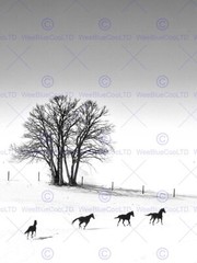 85392 WINTER LANDSCAPE BARE TREES RUNNING HORSES Decor Wall Print Poster