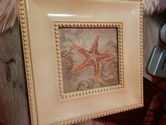 Nautical Beach Framed Prints (3) Starfish, Shell And Sand Dollar 11×11.