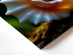 Canvas Spiral Seashell Coastal Nature Beach Photo Living Room Modern Style Print