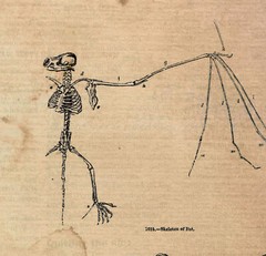 POSTER PRINT Assorted Spooky Bats Bat Skeleton Bat Anatomy Halloween Decor II