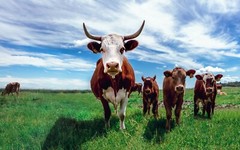 Cows from Denmark Photo Picture Poster Print Cattle Bull Dairy Beef Ox Animal