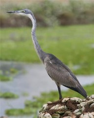 BLACK HEADED HERON BIRD GLOSSY POSTER PICTURE PHOTO BANNER PRINT 9253