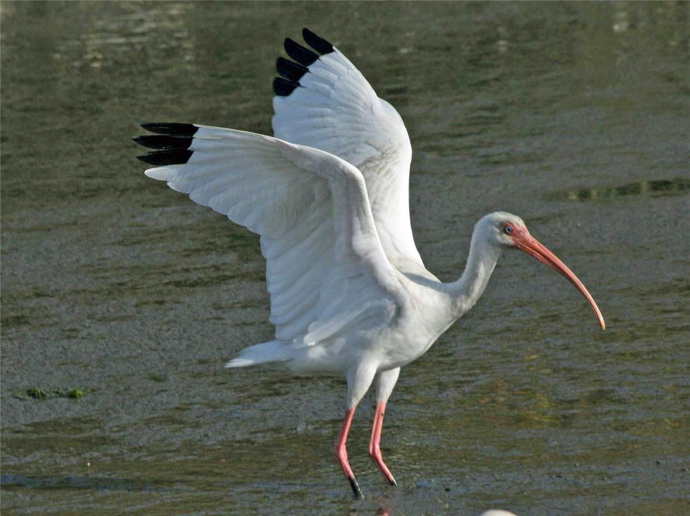 AMERICAN WHITE IBIS BIRD GLOSSY POSTER PICTURE PHOTO PRINT BANNER 9699