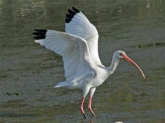 AMERICAN WHITE IBIS BIRD GLOSSY POSTER PICTURE PHOTO PRINT BANNER 9699