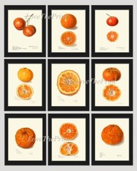 Orange Citrus Fruit Botanical Wall Art Set of 9 Prints Kitchen Dining Unframed