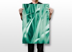 Bohemia Nature Plant Grass New Printing Wall Art Home Decor – POSTER 20×30