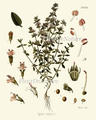 Herbs Spices Prints Wall Art Set 6 Beautiful Botanical Kitchen Dining Unframed