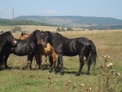 Bosnian Mountain Horse GLOSSY POSTER PICTURE PHOTO PRINT BANNER 12811