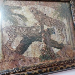 Set Of 5 Vintage African Wildlife Framed Art Prints With Leopard Pattern Frames