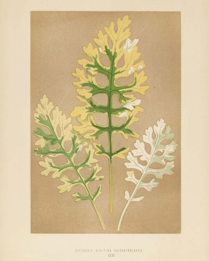 13430.Wall Decor Poster.Room Interior art design.Rare plant leaf.Cineraria