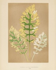 13430.Wall Decor Poster.Room Interior art design.Rare plant leaf.Cineraria