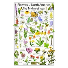 Midwest Wildflowers Poster – 42 Common Native Wildflowers of The Midwest Region