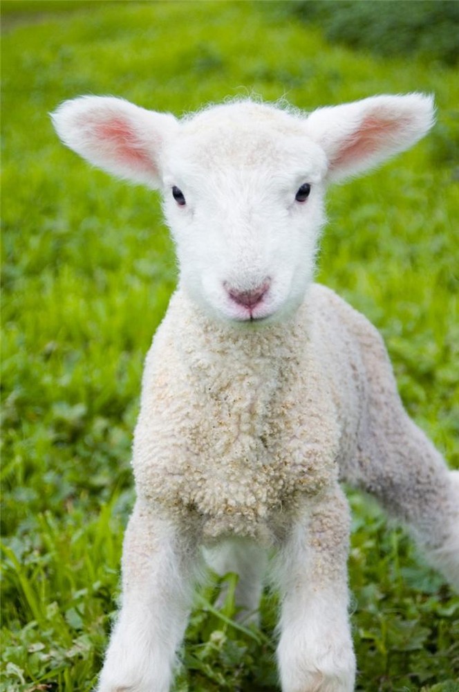 CUTE BABY LAMB GLOSSY POSTER PICTURE PHOTO sheep farm animal zoo decor wall 413