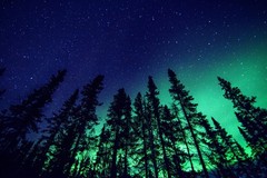 Northern Lights and Forest Photo Art Print Poster 12×18