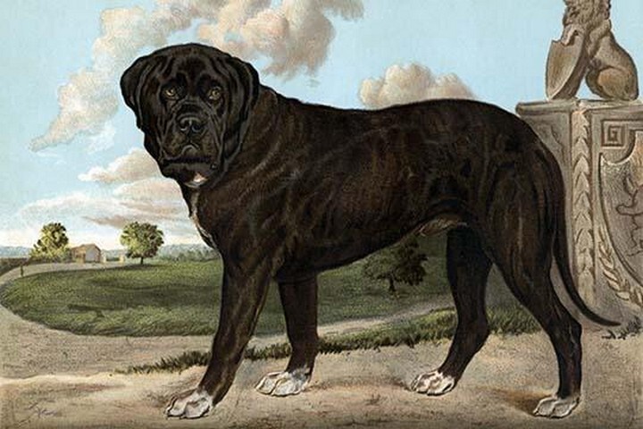 Mastiff by Vero Shaw – Art Print