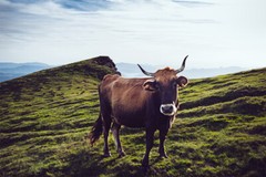 Longhorn Texas Meadow Landscape Art Wall – POSTER 20×30