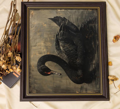 Black Swan Framed Wall Art, Moody Vintage Animal Canvas Print with Gold Accents,