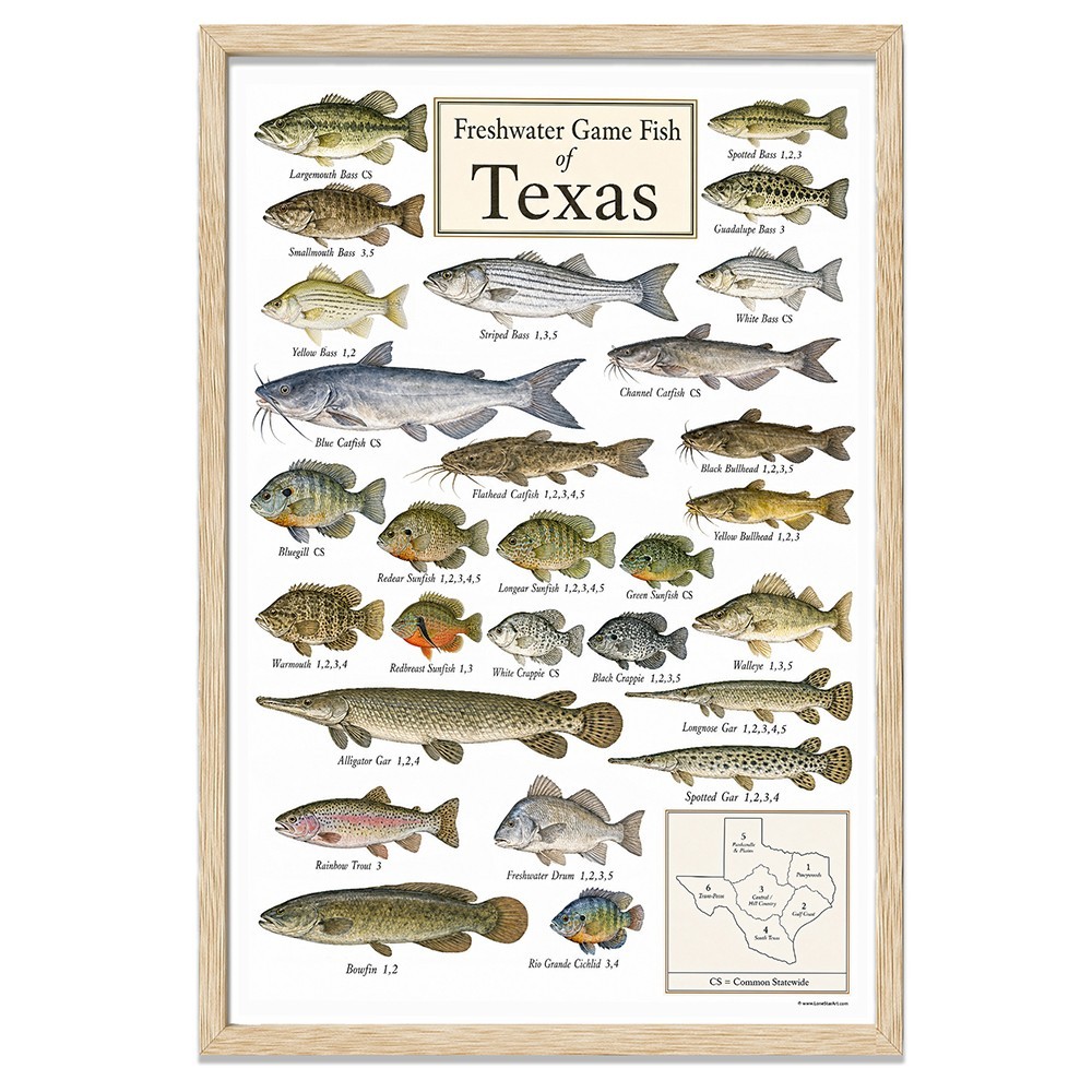 Texas Freshwater Fish Framed Poster 24×36 – Fishing Species Chart