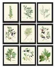 Herbs Spices Kitchen Wall Art Set of 9 Prints Beautiful Botanical Thime Unframed