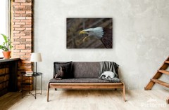 Bald Eagle Photography Print, Screaming Eagle