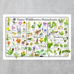 Native Wildflowers of Pennsylvania Flower Identification Poster Science Chart