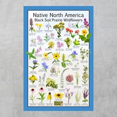 Native North America Black Soil Prairie Wildflowers Flower Identification Poster