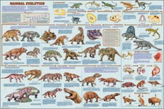 Mammal Evolution Educational Science Chart Poster 24 x 36 FREE SHIPPING