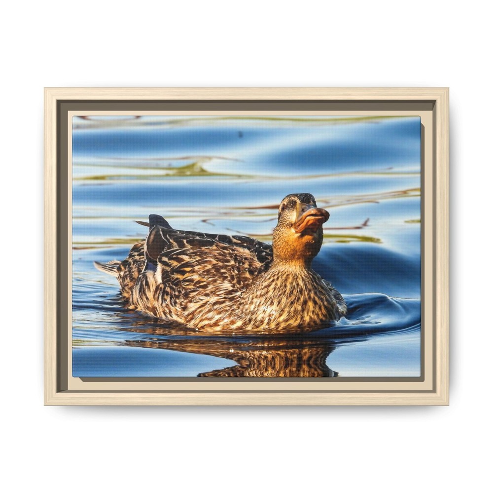 Mallard Duck Swimming Canvas Framed Wall Art | Matte Multi-Color