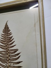 Brown Wood Fern Leaf Framed Wall Art with White Brown Plastic Framed 25.5-in H x